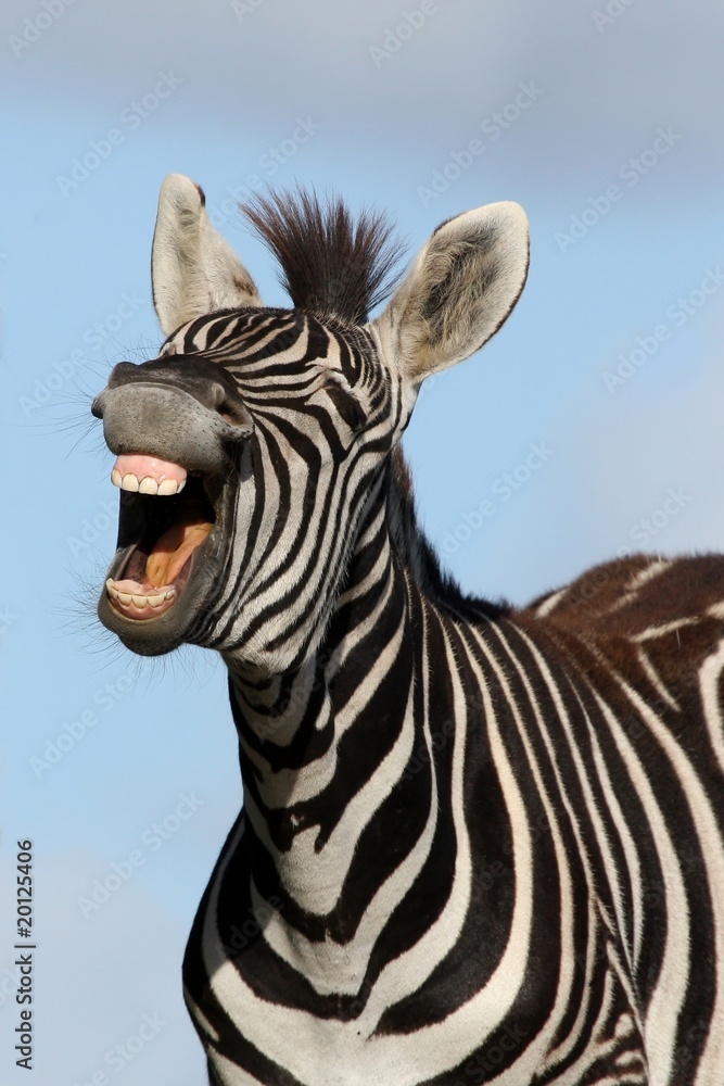 Naklejka premium Laughing Zebra