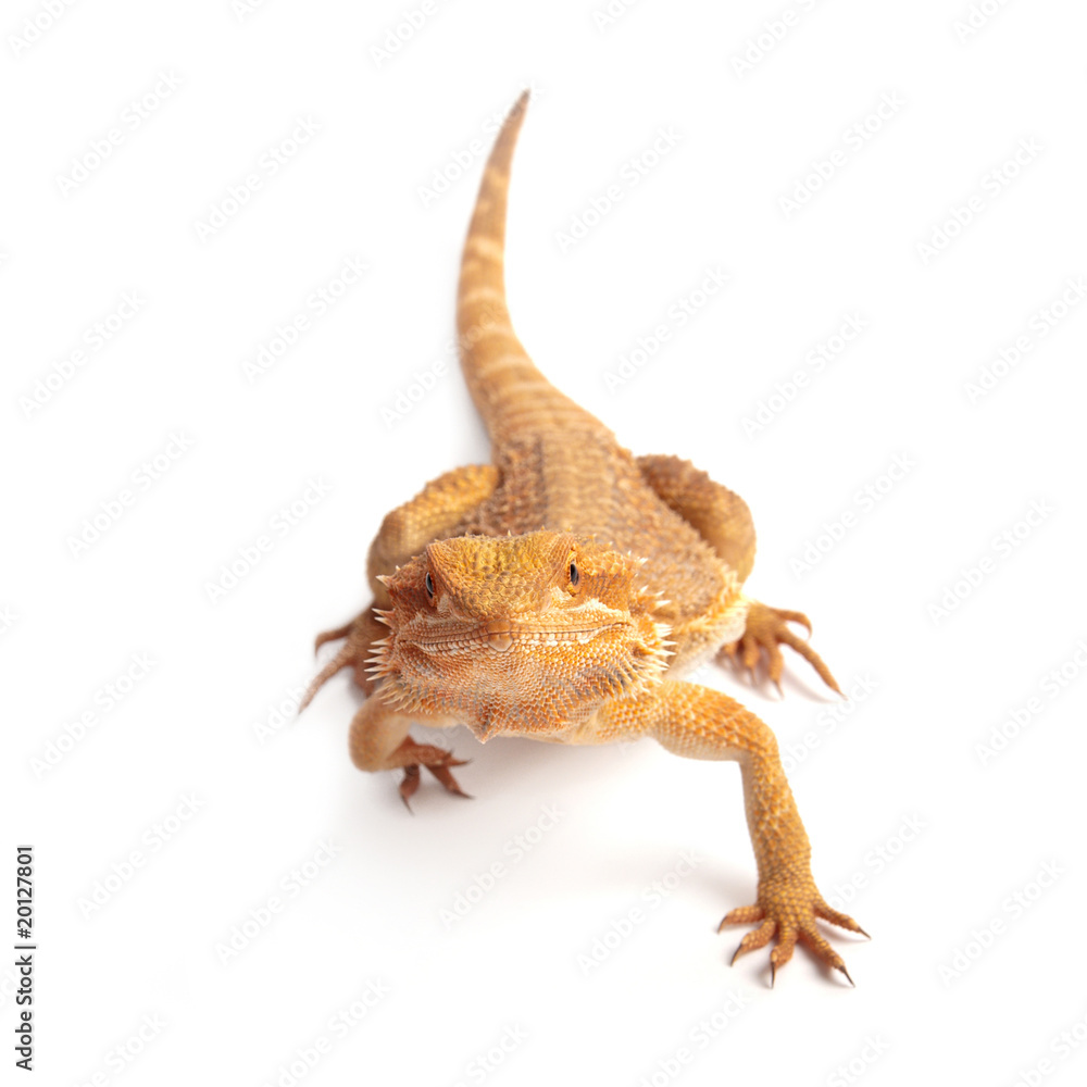 Naklejka premium Kriechendes Reptil auf der Jagd