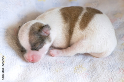 Sleeping newborn Chihuahua puppy
