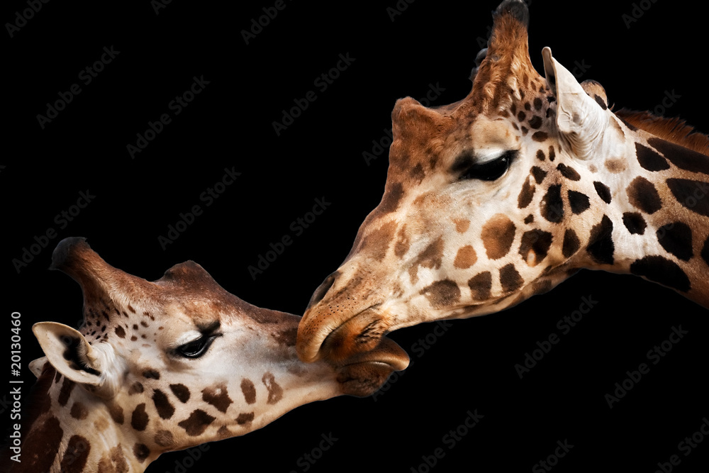 Obraz premium Tender moment with giraffes