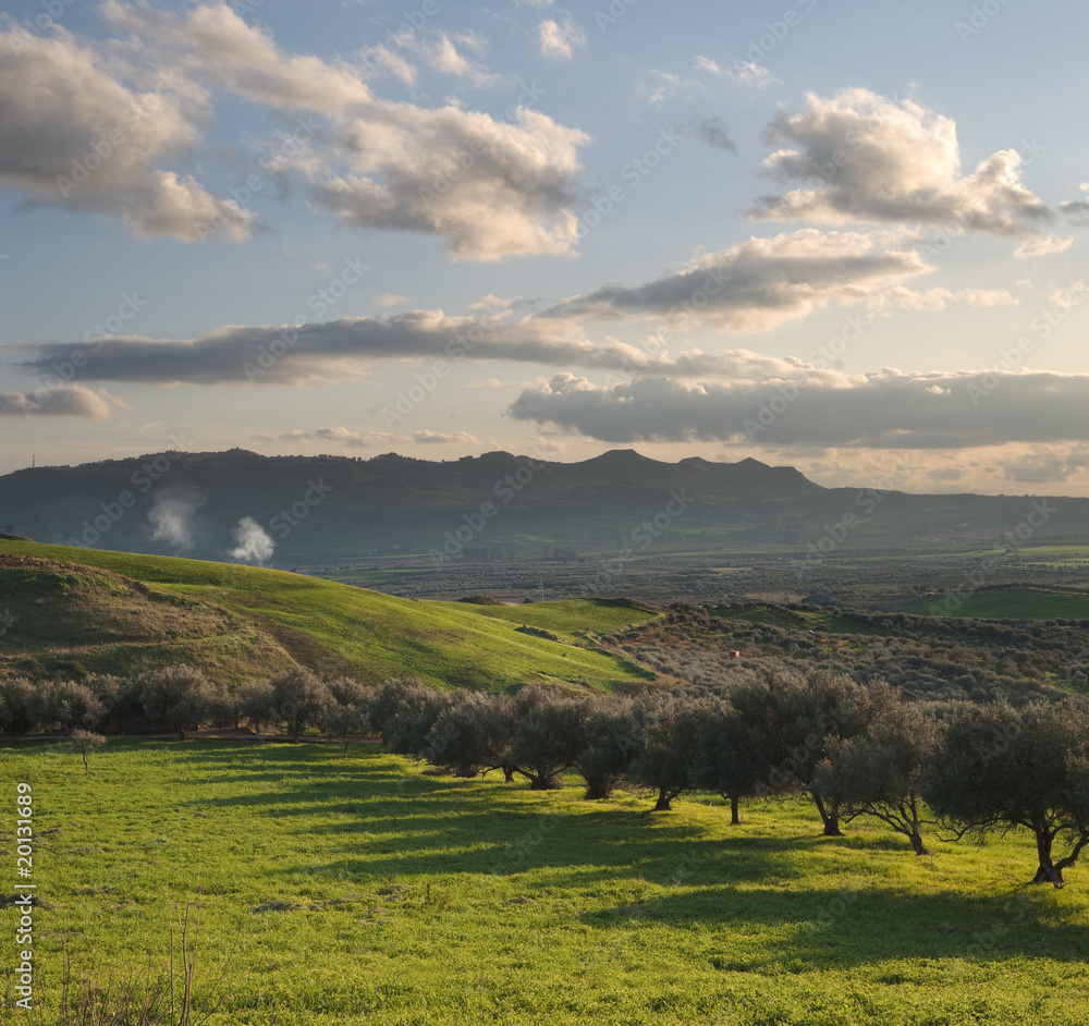 valley cultivated with olive trees at sunset