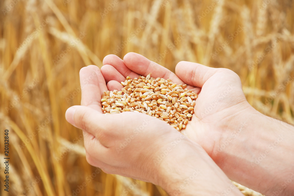 Grain of the wheat in hands of the person Grain of the wheat in hands of the person