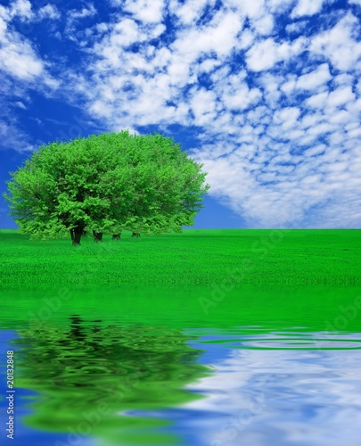 green trees near a lake © Yuriy Kulik