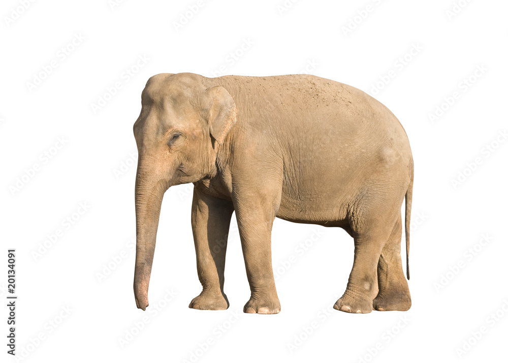 Elephant Elephant