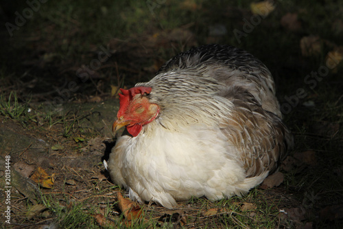 Müdes Huhn