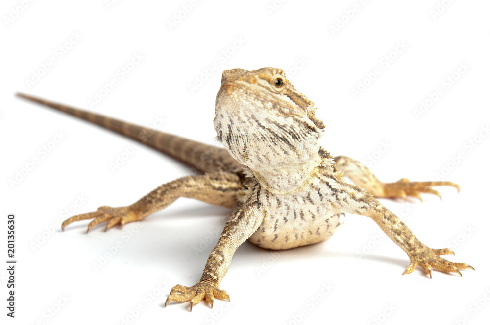 Naklejka premium freigestelltes Tierbaby (Bartagame) vor weißem Hintergrund