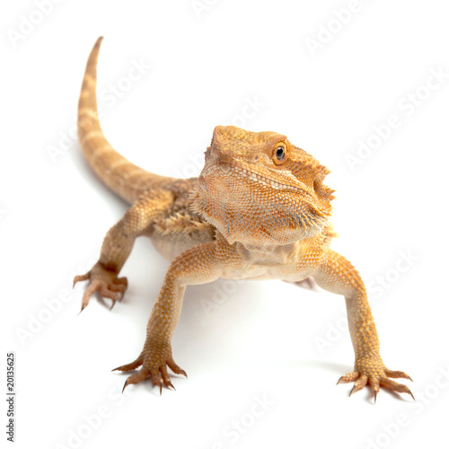 freigestelltes Reptil vor weißem Hintergrund photo