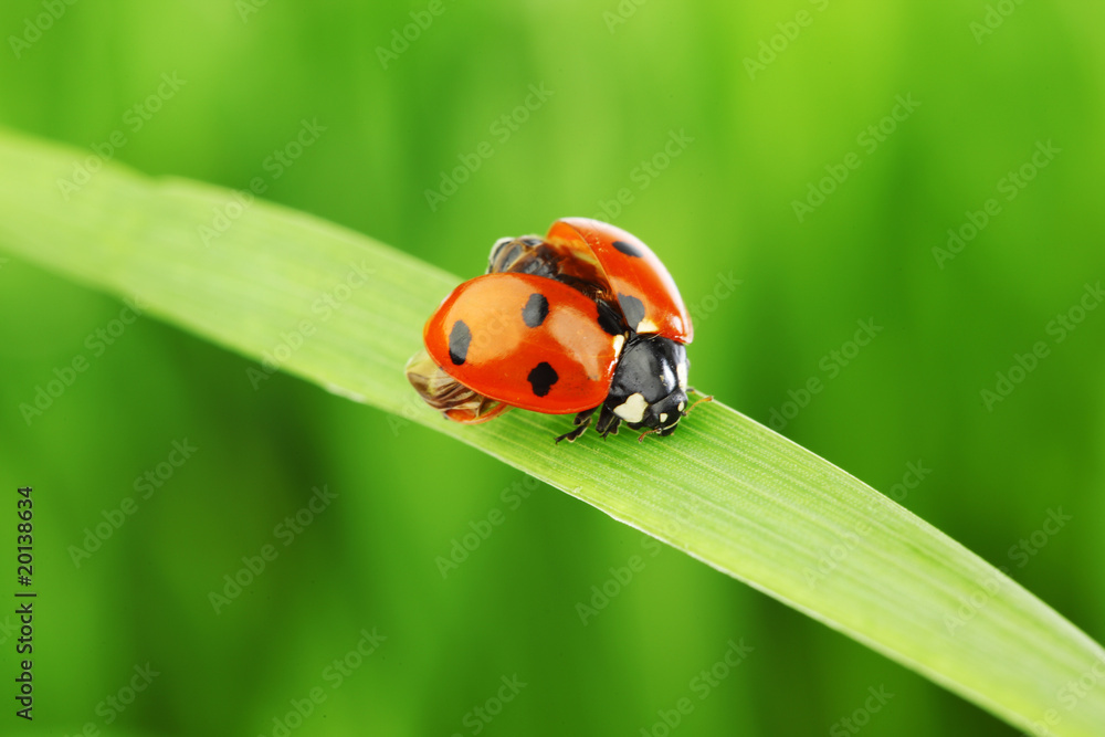 ladybug on grass