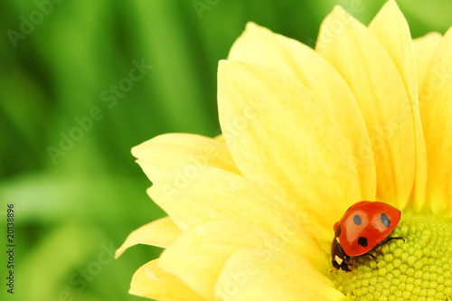 ladybug on yellow flower