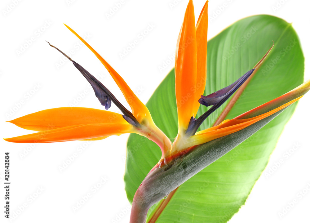 tige feuille strelitzia, oiseau paradis fond blanc Photos Adobe Stock
