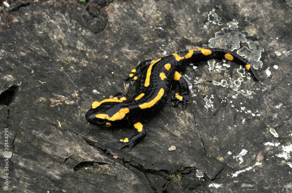 Salamandre sur souche Salamandre sur souche