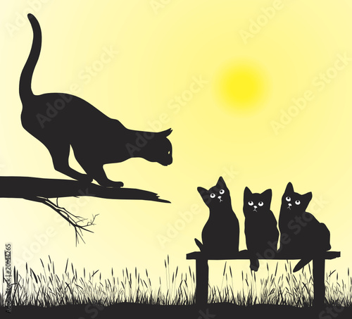 Cat school