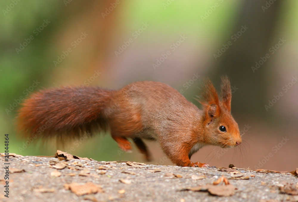 Fototapeta premium Red Squirrel jumping into the focus