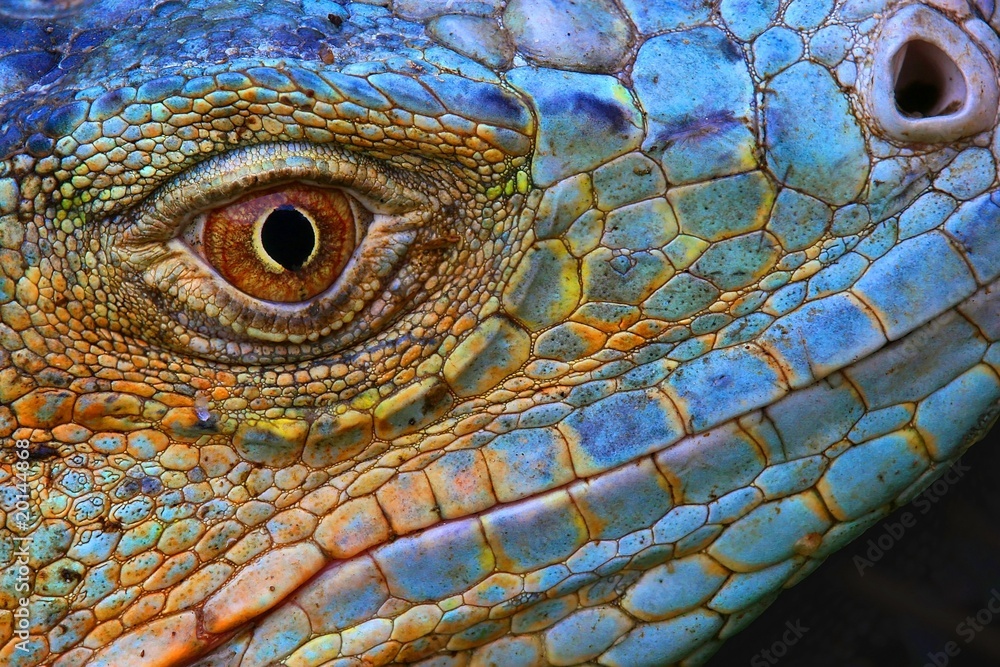 Fototapeta premium Niesamowity okaz iguany o niebieskiej kolorystyce