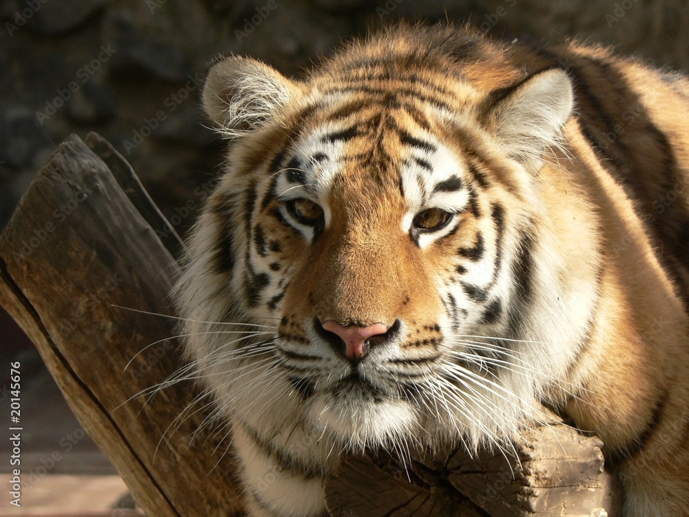 Fototapeta premium tiger on a branch