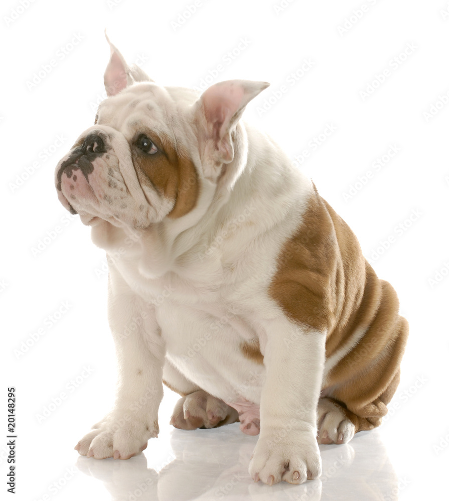 bulldog puppy with ears standing straight up - three months bulldog puppy with ears standing straight up - three months