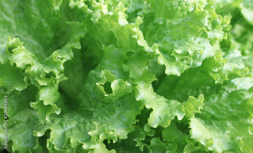 Fresh organic lettuce Fresh organic lettuce