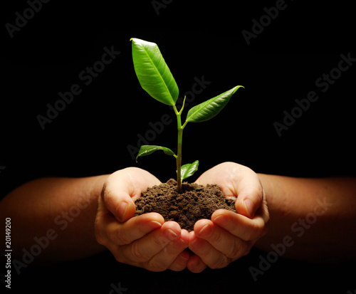 plant in hands