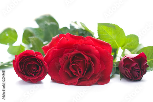 Fototapeta Naklejka Na Ścianę i Meble -  Red roses isolated on white
