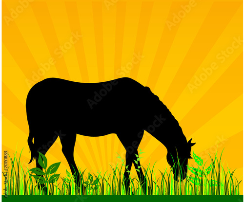 horse pasture grass vector illustration