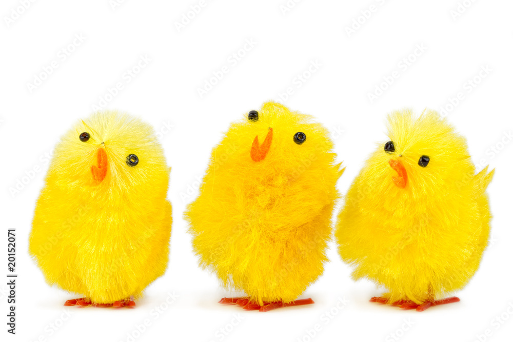 three singing chicks