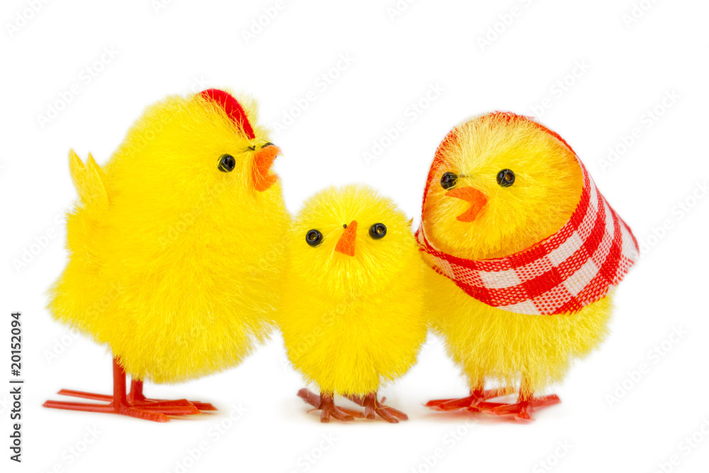 chick family