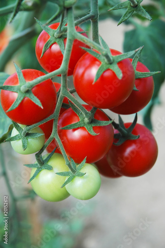 Tomatoes