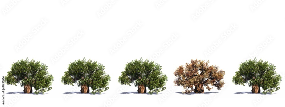 High resolution green 3D conceptual baobab trees