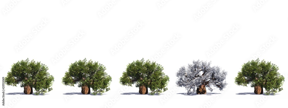 Fototapeta premium High resolution green 3D conceptual baobab trees row