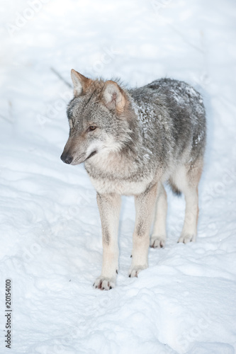 wolf (lat. Canis lupus) © Peter Wey