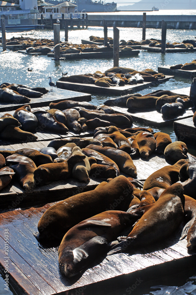 Fototapeta premium Sea lions at Pier 39, San Francisco, USA..