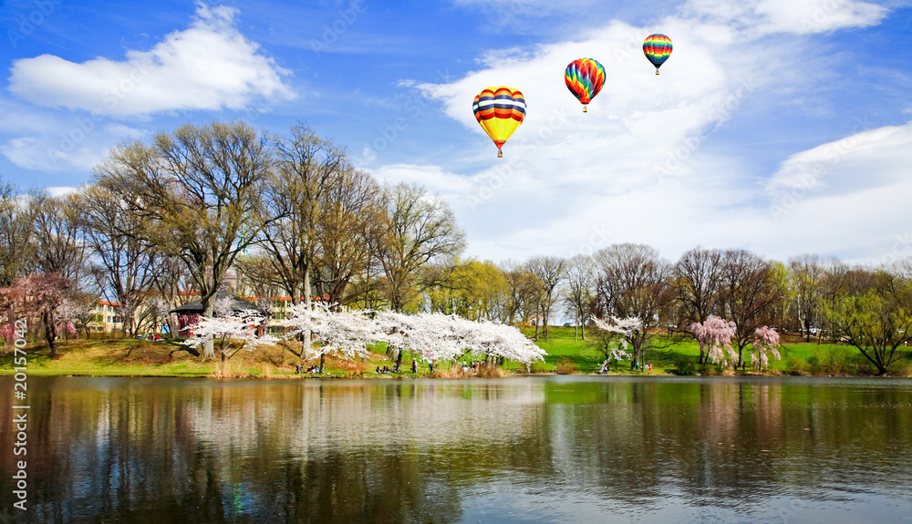 Fototapeta premium The Cherry Blossom Festival in New Jersey