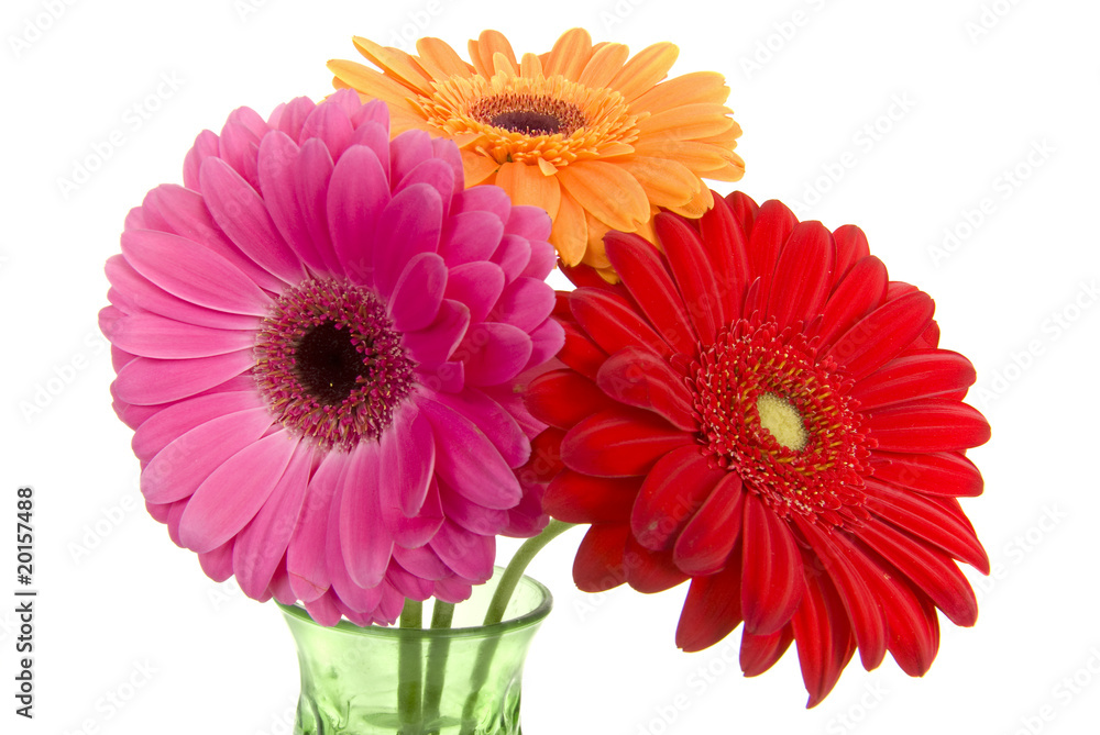Wide angle three colourful gerber daisies in vase