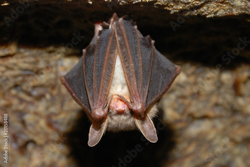 Fotografering bat holding on a wall