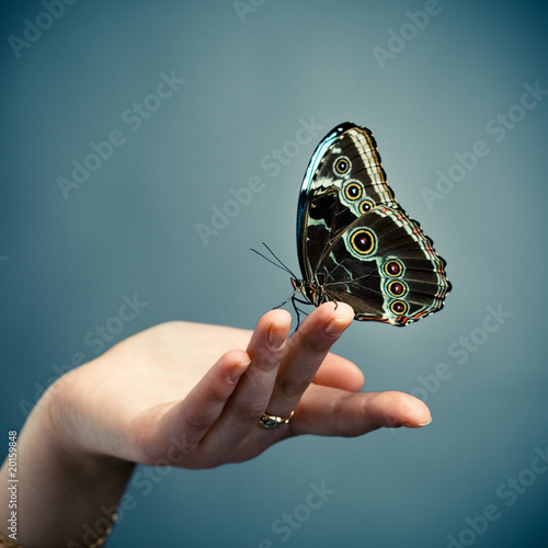 Carta da parati Farfalle - Carta da parati butterfly on the palm