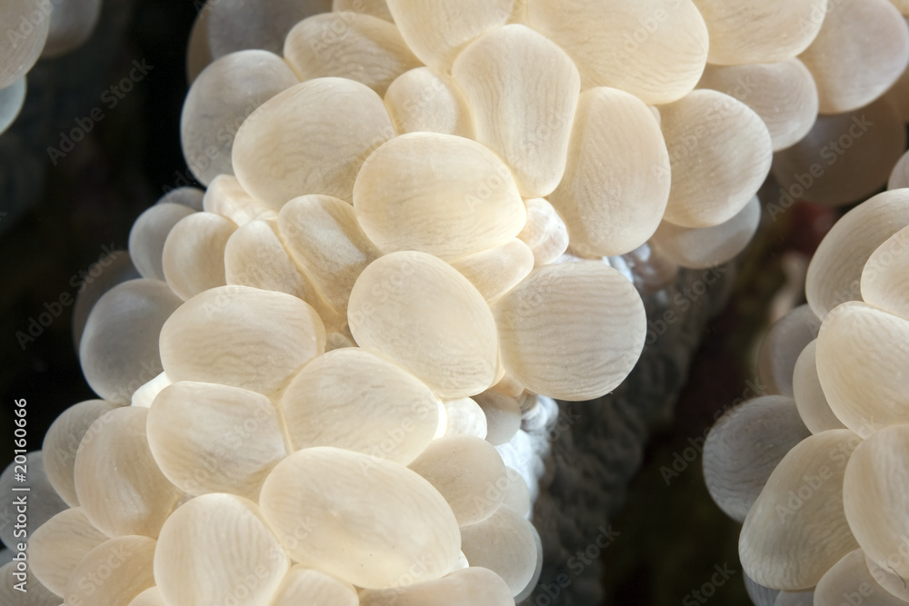 detail of bubble coral detail of bubble coral