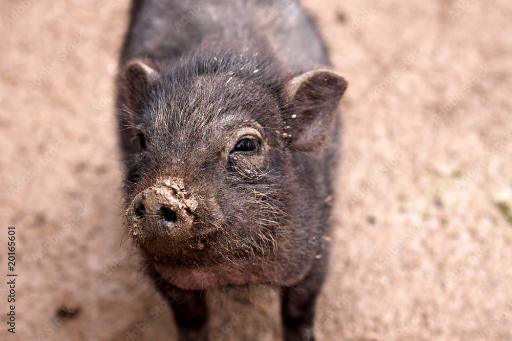 Fototapeta premium Minischwein