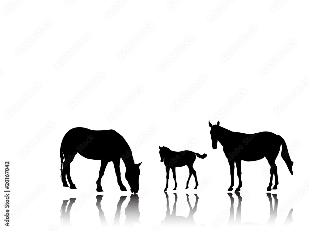 Kleine Pferdegruppe mit Schattenspiegelung-Silhouette Kleine Pferdegruppe mit Schattenspiegelung-Silhouette