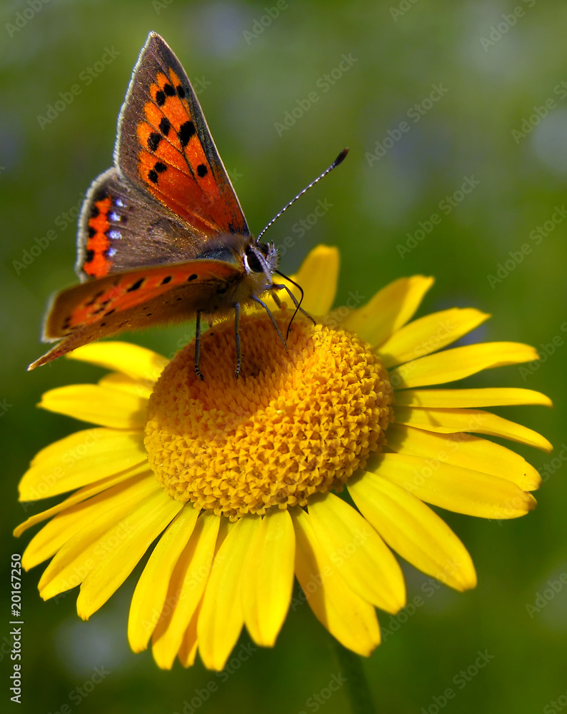 Fototapeta premium Small Copper butterfly, Lycaena phlaeas