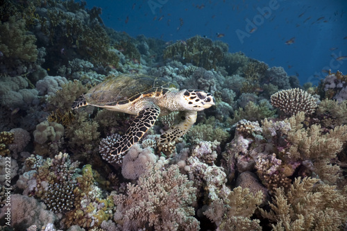 hawksbill turtle  coral and ocean