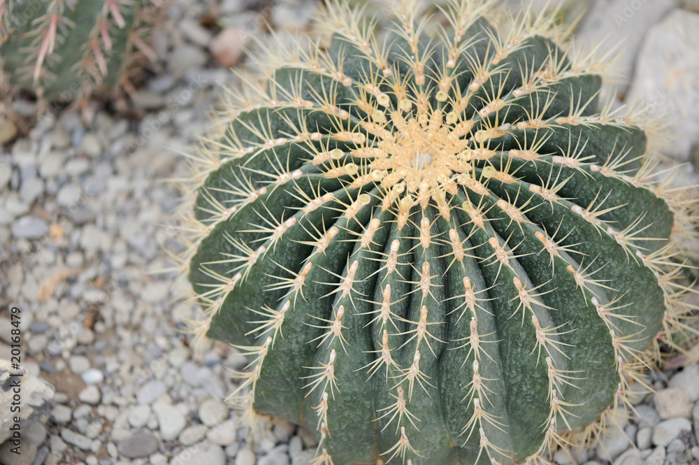 Fototapeta premium Cactus