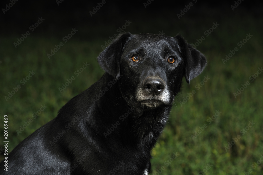 Black mixed-breede dog