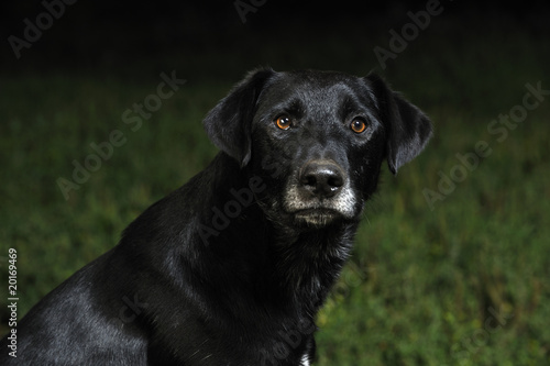 Wallpaper Mural Black mixed-breede dog Torontodigital.ca