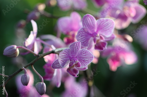 Fototapeta Naklejka Na Ścianę i Meble -  Orchideentraum
