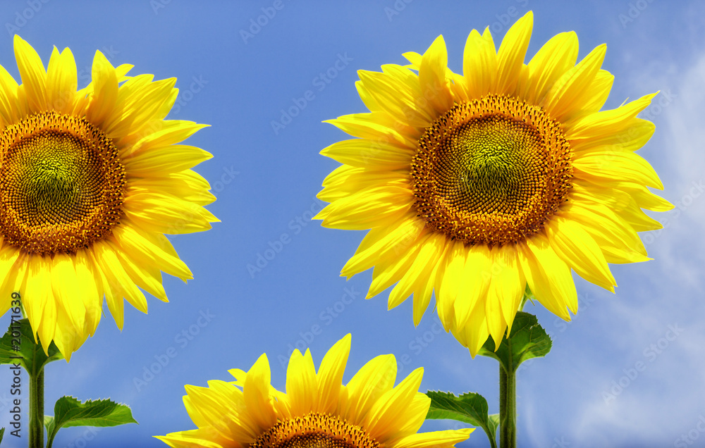 Sunflowers against the blue sky Sunflowers against the blue sky