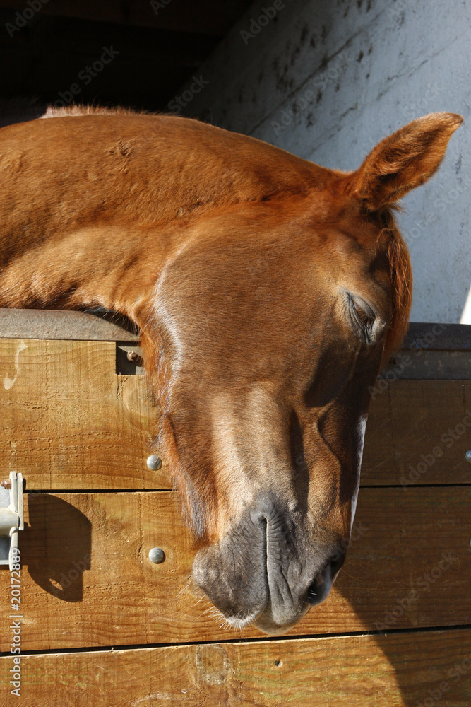 Naklejka premium cheval malade