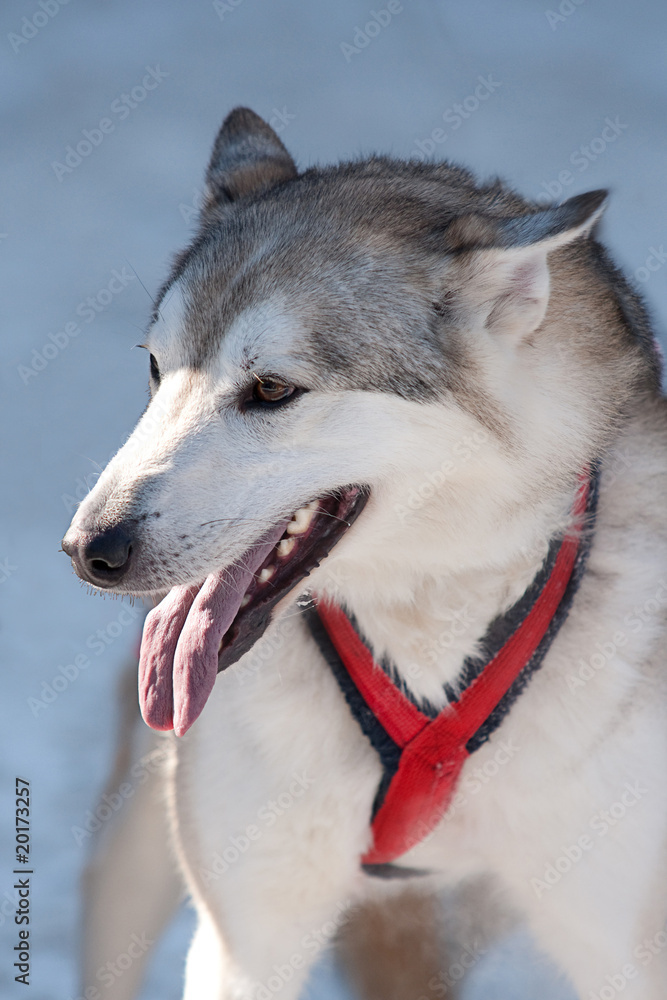 Fototapeta premium Animals