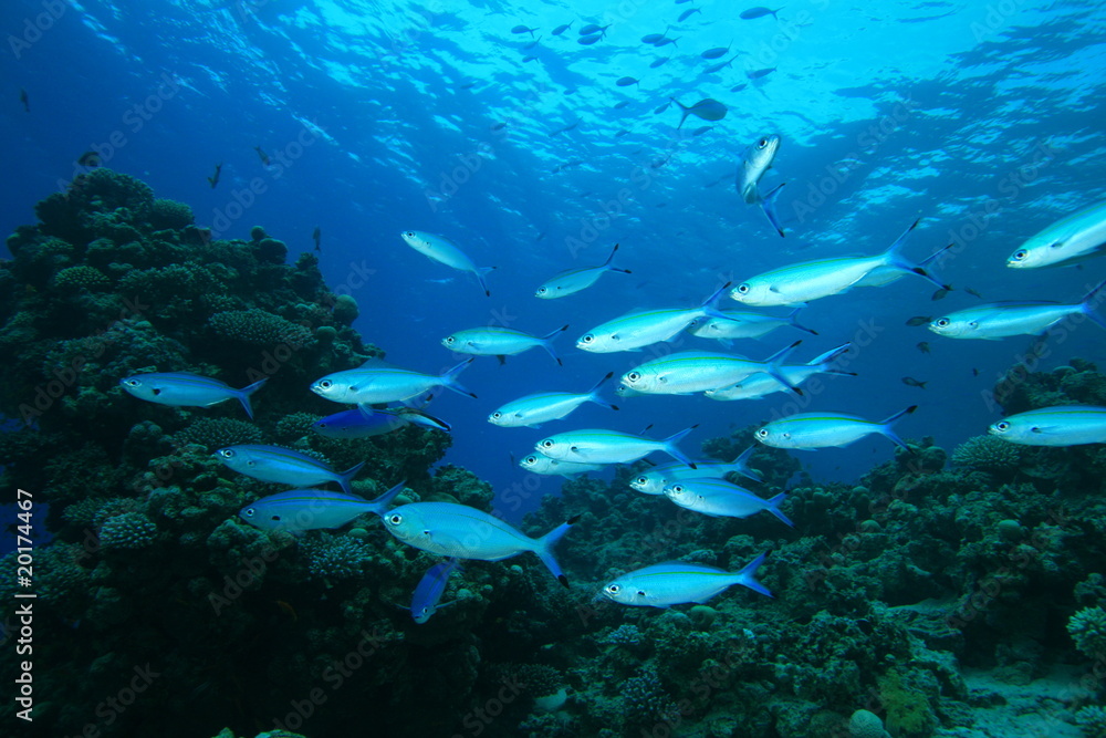 Shoal of Red Sea Fusiliers