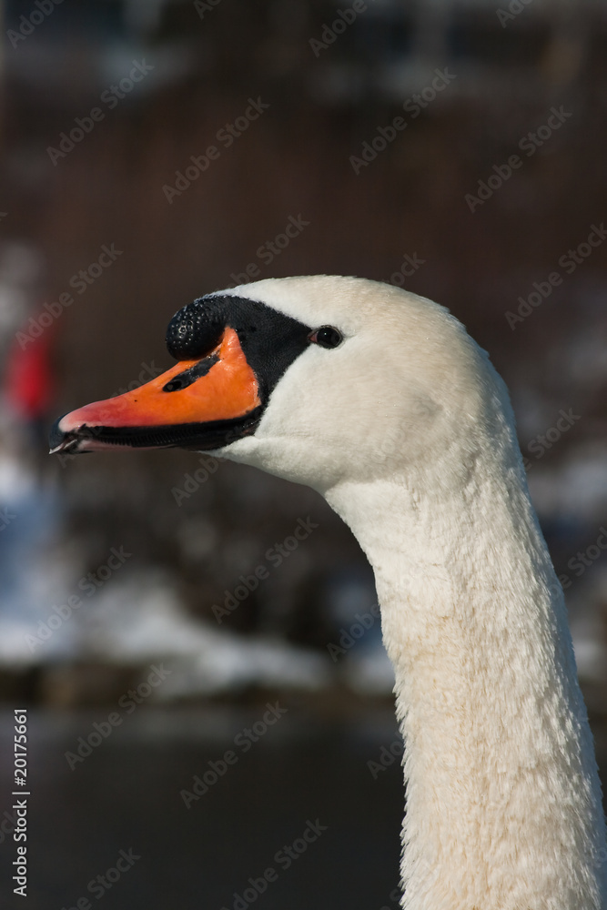Fototapeta premium Schwan