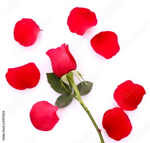 Red rose with fallen petals isolated on white